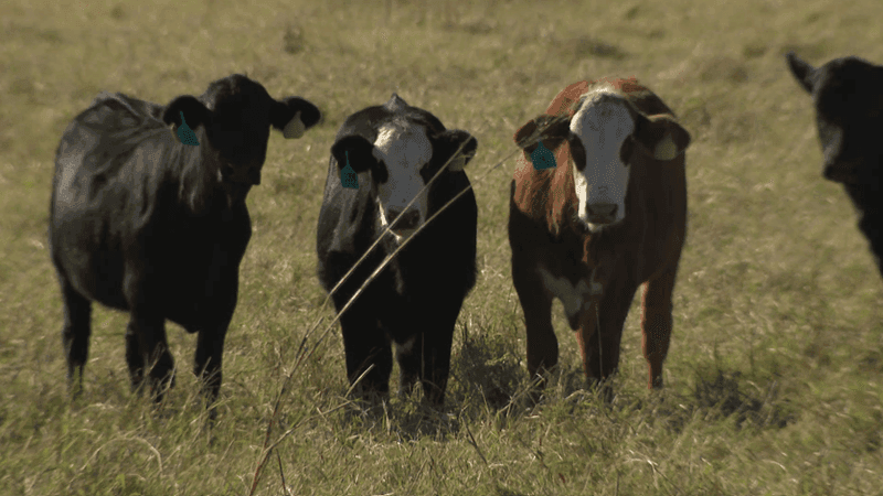 Trump’s Beef Import Plan Throws Cattle Ranchers Under the Bus