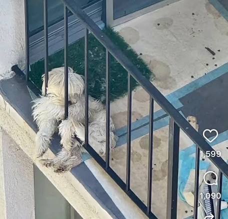 Owner Reportedly Refuses to Surrender or Sell Dog as Online Outrage Intensifies
