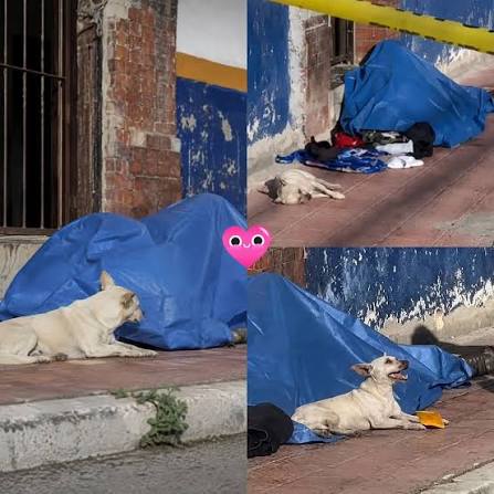 Faithful Until the End: Chihuahua Refuses to Leave Homeless Owner's Side After His Death in Mexico
