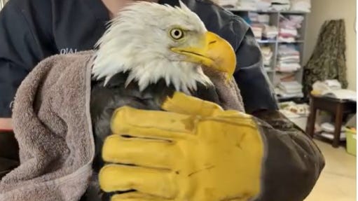 Si Jackie, ang Mahal na Bald Eagle ng Big Bear, Namatay Pagkatapos ng Mahiwagang Sakit