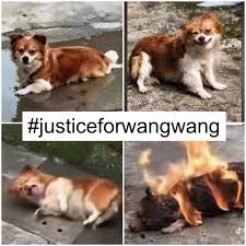#JusticeForWangWang: How One Stray Dog Is Forcing China to Confront Its Animal Abuse Problem